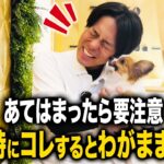 【犬しつけ】あてはまったら要注意！帰宅時にコレをするとわがままになります！