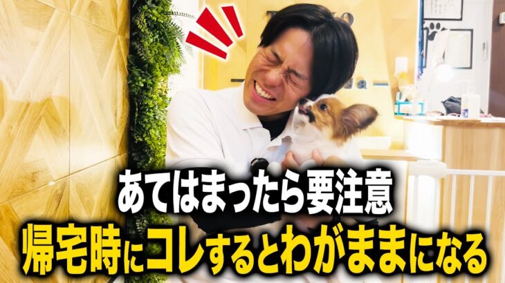 【犬しつけ】あてはまったら要注意！帰宅時にコレをするとわがままになります！