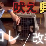 【犬のしつけ】吠えや興奮の改善に欠かせない！マテの教え方