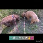 【犬の幼稚園】クールくんの様子 #豊田駅 #犬のしつけ #ドッグスクール #犬の幼稚園#犬のトレーニング #動物看護師兼トレーナー #犬好き #ケージフリー #ペットホテル #パピークラス #犬の学校