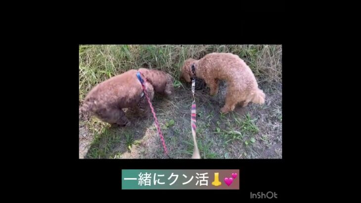 【犬の幼稚園】クールくんの様子 #豊田駅 #犬のしつけ #ドッグスクール #犬の幼稚園#犬のトレーニング #動物看護師兼トレーナー #犬好き #ケージフリー #ペットホテル #パピークラス #犬の学校