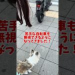 大阪観光？いいえ無駄吠えトレーニング風景です #チワワ #無駄吠え #犬