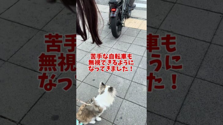 大阪観光？いいえ無駄吠えトレーニング風景です #チワワ #無駄吠え #犬