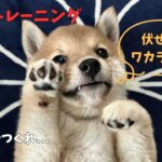 柴犬のしつけトレーニングに悪戦苦闘…なかなか伏せができないたろう