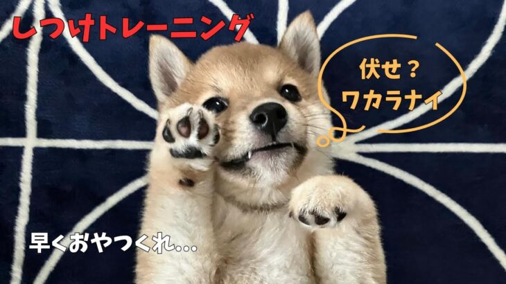 柴犬のしつけトレーニングに悪戦苦闘…なかなか伏せができないたろう