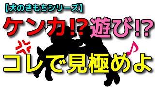 【犬 ケンカ あいさつ】犬の相性！コレで見極められます！ドッグランで注意すること！犬のしつけエマチャンネル【犬のしつけ＠横浜】