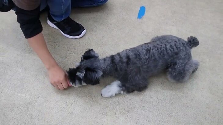 犬の幼稚園 レオンくんとトレーニング