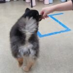 犬の幼稚園 こきりちゃんとトレーニング