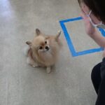 犬の幼稚園 くるみちゃんとトレーニング