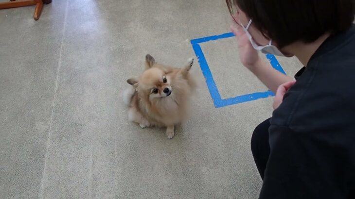 犬の幼稚園 くるみちゃんとトレーニング