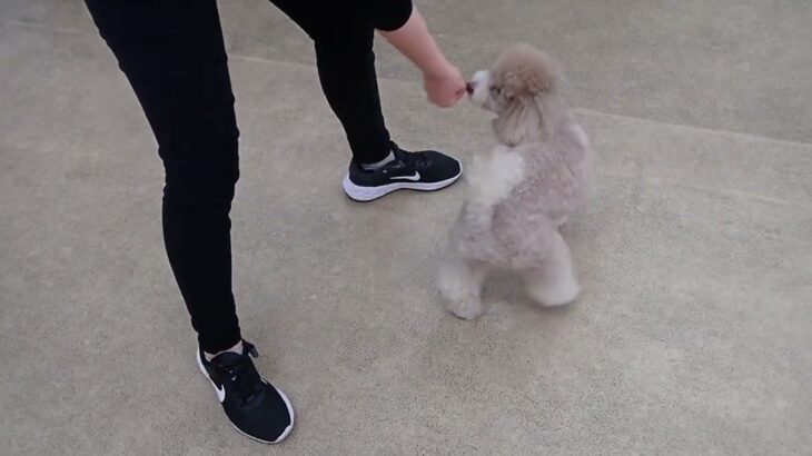 犬の幼稚園 ハニちゃんとトレーニング