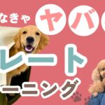 【犬のしつけ】必ず教えたい！ハウストレーニング！