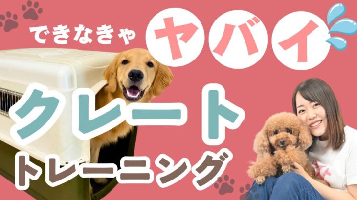 【犬のしつけ】必ず教えたい！ハウストレーニング！