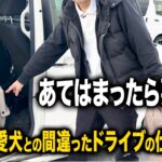 【ドライブ】愛犬との正しい車での移動法をドッグトレーナーが解説します