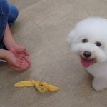 犬の幼稚園 ランディくんとトレーニング