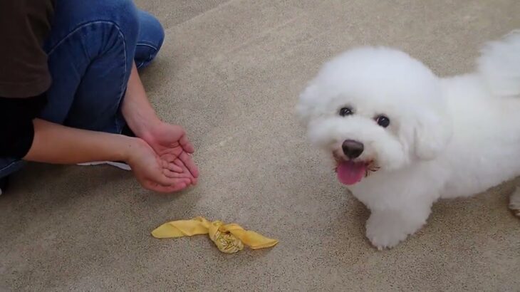 犬の幼稚園 ランディくんとトレーニング