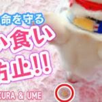 【しつけ】拾い食い防止!!~愛犬の命を守る~