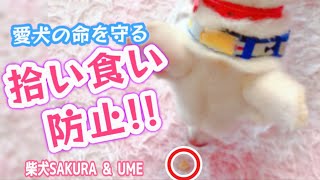 【しつけ】拾い食い防止!!~愛犬の命を守る~