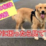 【犬しつけ】犬の躾の基本と応用する考え方の秘訣を公開します。これは有料級です。