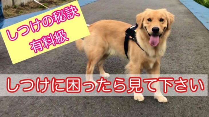 【犬しつけ】犬の躾の基本と応用する考え方の秘訣を公開します。これは有料級です。