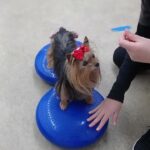 犬の幼稚園 花ちゃんとトレーニング