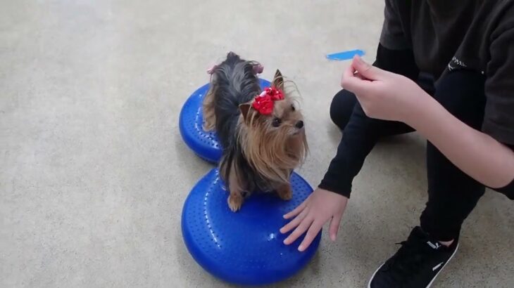 犬の幼稚園 花ちゃんとトレーニング