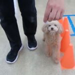 犬の幼稚園 ぴっぴちゃんとトレーニング