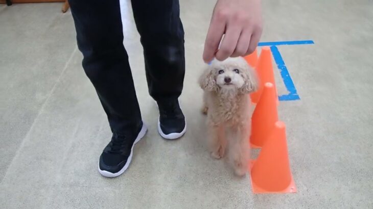 犬の幼稚園 ぴっぴちゃんとトレーニング