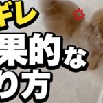 叱ると逆ギレ！？犬がさらに吠えたり噛んでくる場合の対処法