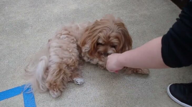 犬の幼稚園 ぺぺちゃんとトレーニング