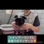 【犬のシャンプー】モグちゃんの様子 #豊田駅 #犬のしつけ #ドッグスクール #犬の幼稚園#犬のトレーニング #動物看護師兼トレーナー #犬好き #ケージフリー #ペットホテル #パピークラス