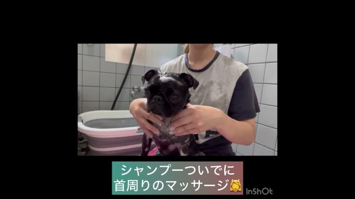 【犬のシャンプー】モグちゃんの様子 #豊田駅 #犬のしつけ #ドッグスクール #犬の幼稚園#犬のトレーニング #動物看護師兼トレーナー #犬好き #ケージフリー #ペットホテル #パピークラス