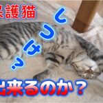 仔猫のしつけに巻き込まれるワンコ#猫のいる暮らし #犬のいる暮らし #しつけ #しつけトレーニング