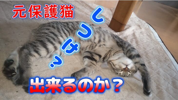 仔猫のしつけに巻き込まれるワンコ#猫のいる暮らし #犬のいる暮らし #しつけ #しつけトレーニング