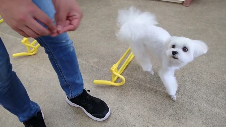 犬の幼稚園 源くんとトレーニング