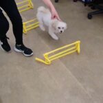 犬の幼稚園 空ちゃんとトレーニング