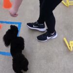 犬の幼稚園 ぺぺくんとトレーニング