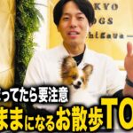 【犬しつけ】お散歩の時にコレするとわがままになります【ドッグトレーナー解説】