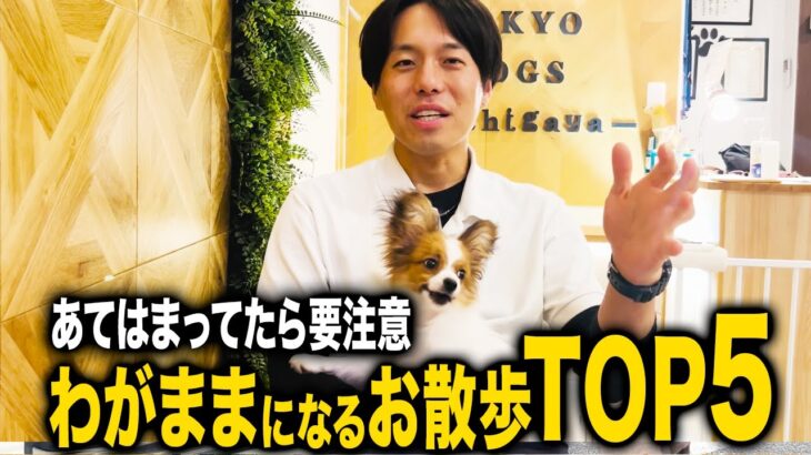 【犬しつけ】お散歩の時にコレするとわがままになります【ドッグトレーナー解説】