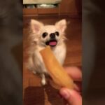 おやつしつけシーン#ロングコートチワワぴの#チワワ#犬