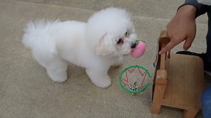 犬の幼稚園 ロージーちゃんとトレーニング