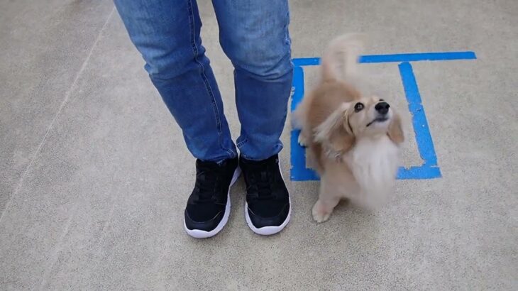 犬の幼稚園 凜ちゃんとトレーニング