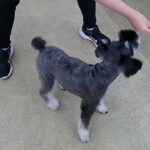 犬の幼稚園 レオンくんとトレーニング