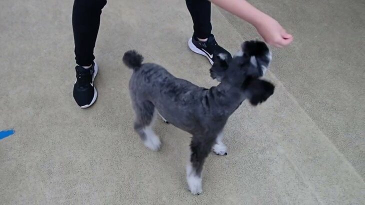 犬の幼稚園 レオンくんとトレーニング