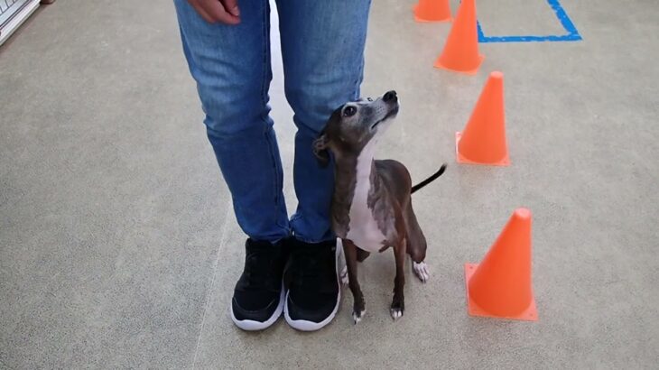 犬の幼稚園 れもんちゃんとトレーニング