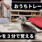 【犬のしつけ②】パパもびっくり‼️超短時間スピン習得