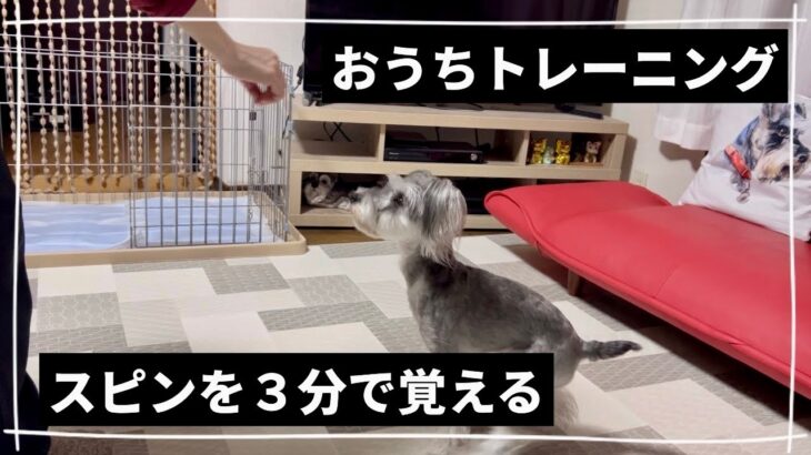 【犬のしつけ②】パパもびっくり‼️超短時間スピン習得