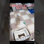 首輪とリードの慣らし方〜うちのチワワの場合〜　#犬 #チワワ　#しつけ　#遊び