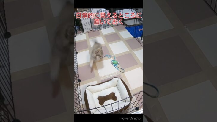 首輪とリードの慣らし方〜うちのチワワの場合〜　#犬 #チワワ　#しつけ　#遊び