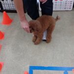 犬の幼稚園 りあんちゃんとトレーニング